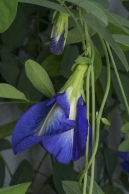 Mavi klitoria ternatea çiçeğine yakın çekim