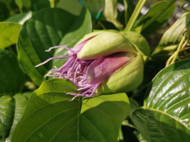 Güzel kokulu pembe mayo çiçeği.