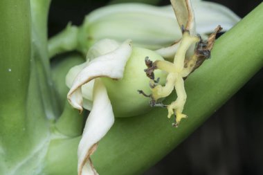 Papaya çiçekten tomurcuğa ve genç meyveye dönüşüyor.