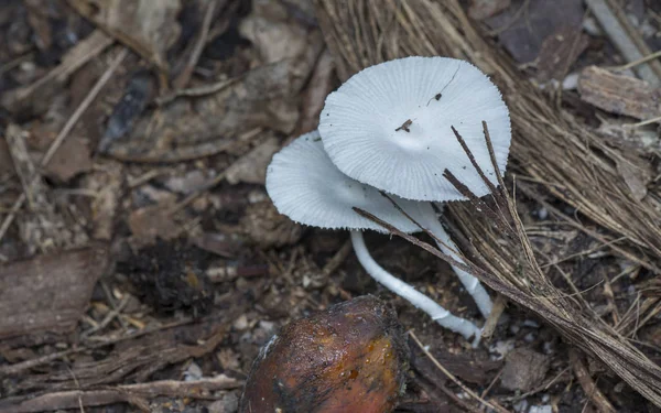 Fungo Berretto Bianco Ombrello Giapponese — Foto Stock