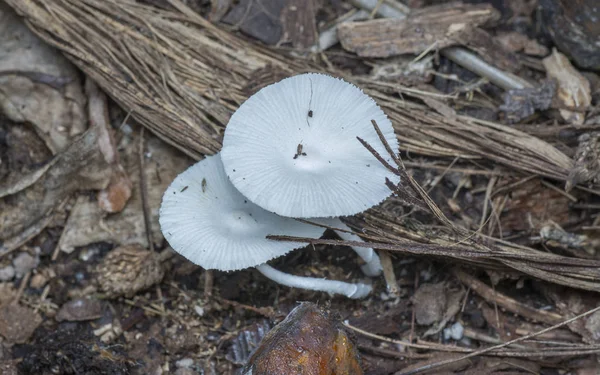 Weiße Mütze Pilz Oder Kleiner Japanischer Regenschirm — Stockfoto