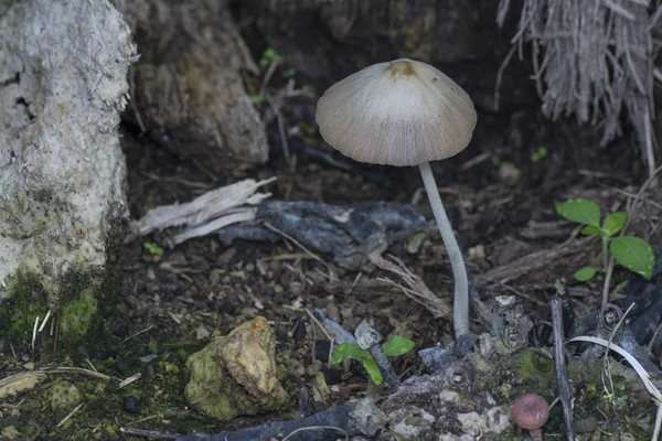 Bílá Čepice Houba Nebo Malý Japonský Deštník — Stock fotografie