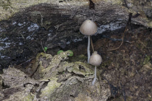 Weiße Mütze Pilz Oder Kleiner Japanischer Regenschirm — Stockfoto