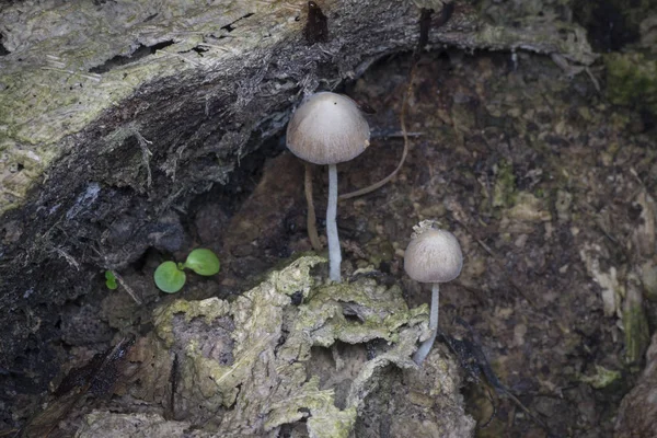 Fungo Berretto Bianco Ombrello Giapponese — Foto Stock