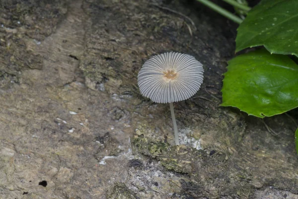 Champignon Chapeau Blanc Petit Parapluie Japonais — Photo