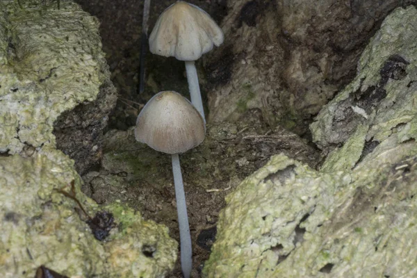 Weiße Mütze Pilz Oder Kleiner Japanischer Regenschirm — Stockfoto