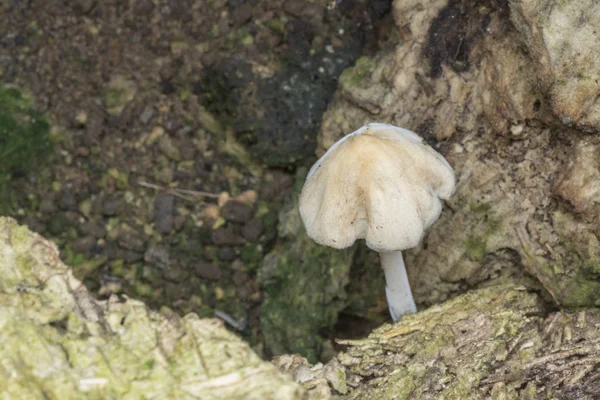 Weiße Mütze Pilz Oder Kleiner Japanischer Regenschirm — Stockfoto