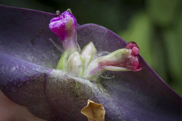 Крупним Планом Рослиною Setcreasea Purpurea — стокове фото