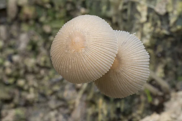 White Cap Mushroom Little Japanese Umbrella — Stock Photo, Image