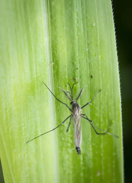 Primer Plano Con Diminutos Mosquitos Chironomidae Volar — Foto de Stock