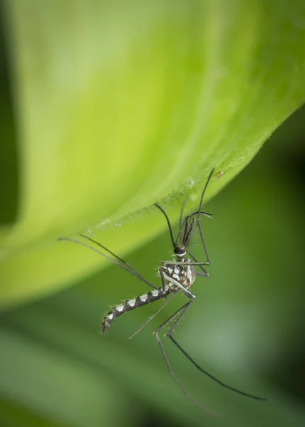 Primer Plano Con Diminutos Mosquitos Chironomidae Volar —  Fotos de Stock