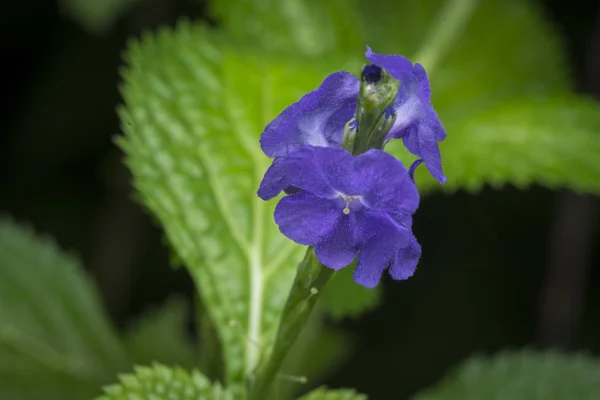 Malý Fialový Květ Stachytarpheta Mutabilis — Stock fotografie