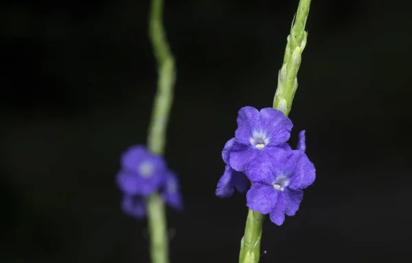 Diminuta Flor Stachytarpheta Mutabilis Púrpura —  Fotos de Stock