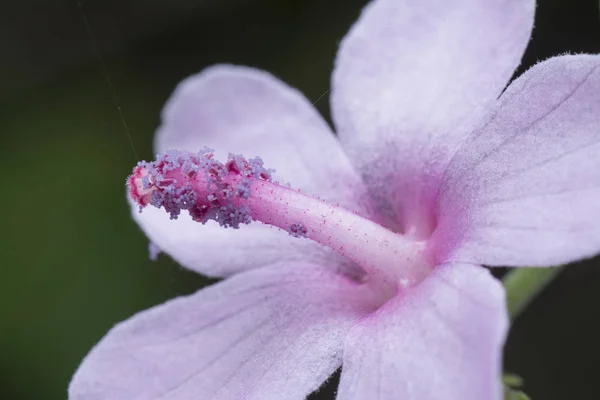 野生のウレナ ロバタの花 — ストック写真