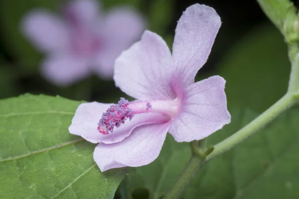 Flor Urena Lobata Silvestre —  Fotos de Stock