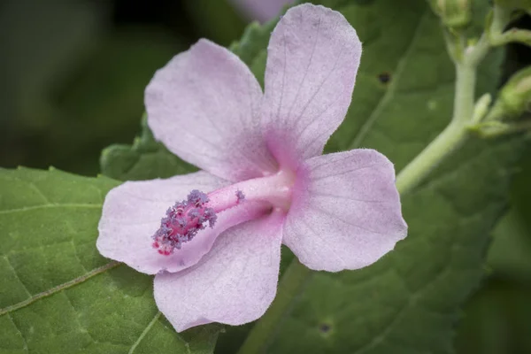 Flor Urena Lobata Silvestre —  Fotos de Stock