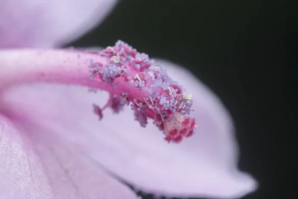 Urena Lobata Sauvage Fleur — Photo