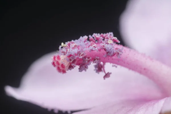 Flor Urena Lobata Silvestre — Foto de Stock