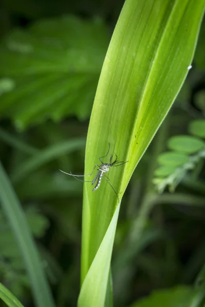 特写镜头与微小的蚜虫或手足纲苍蝇 — 图库照片