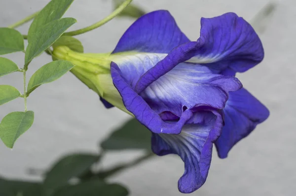 Primo Piano Con Fiore Clitoria Ternatea Blu — Foto Stock