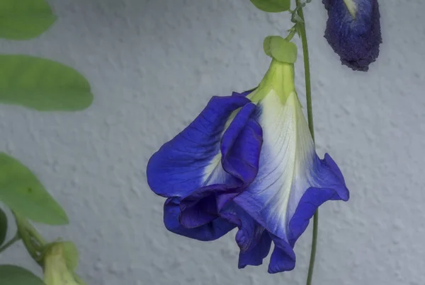 Gros Plan Avec Clitoria Bleu Ternatea Fleur — Photo