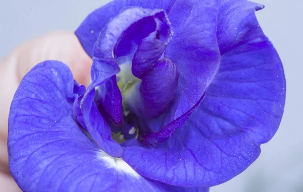 Mavi Klitoria Ternatea Çiçeğine Yakın Çekim — Stok fotoğraf