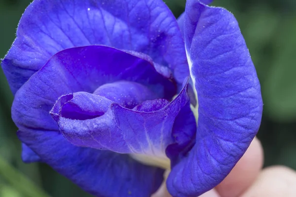 Closeup Blue Clitoria Ternatea Flower — Stock Photo, Image