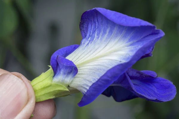 Mavi Klitoria Ternatea Çiçeğine Yakın Çekim — Stok fotoğraf