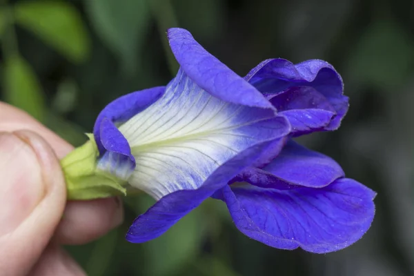 Mavi Klitoria Ternatea Çiçeğine Yakın Çekim — Stok fotoğraf