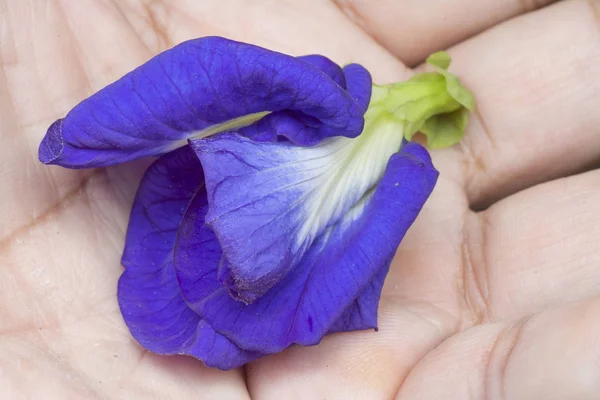Closeup Blue Clitoria Ternatea Flower — Stock Photo, Image