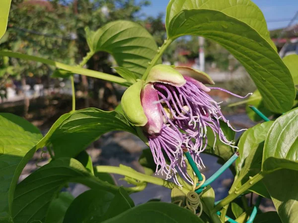Vacker Aromatisk Rosa Maysop Passivblomma — Stockfoto