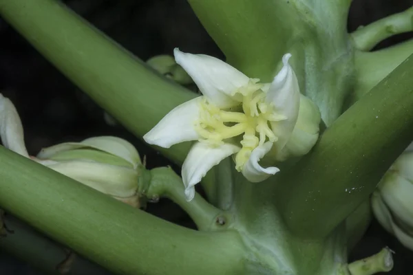 Papaia Fiore Germoglio Trasforma Frutto Giovane — Foto Stock