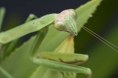 Korkusuz Kung Fu Peygamberdevesi.
