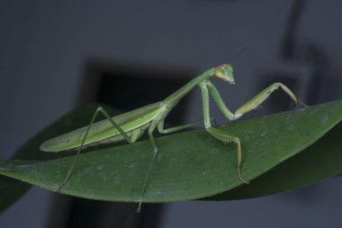 Korkusuz Kung Fu Peygamberdevesi