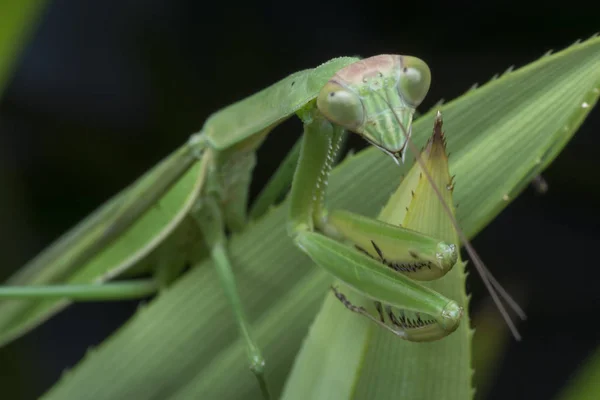 Destemido Kungfu Mantis — Fotografia de Stock