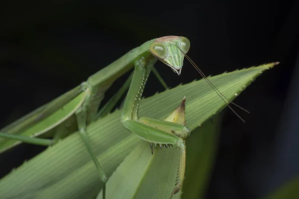 Destemido Kungfu Mantis — Fotografia de Stock