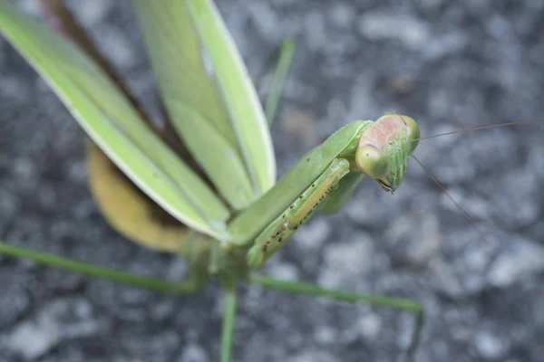 Intrépida Mantis Kungfu —  Fotos de Stock