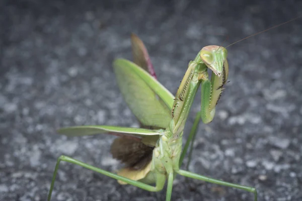 Intrépida Mantis Kungfu —  Fotos de Stock