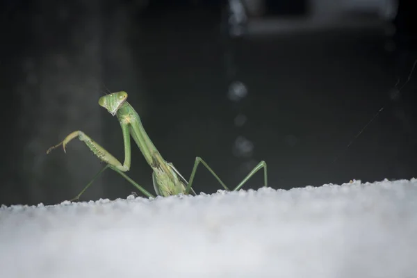 Destemido Kungfu Mantis — Fotografia de Stock