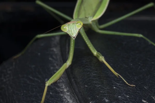 Fearless Green Mantis — Stock Photo, Image