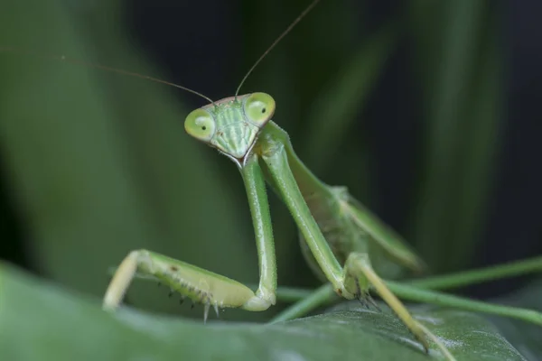 Destemido Mantis Verde — Fotografia de Stock