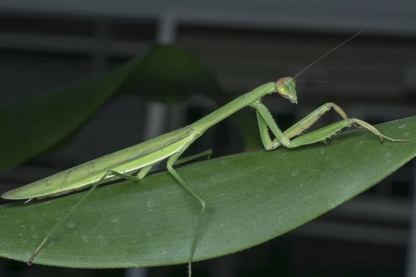 Intrépida Mantis Kungfu —  Fotos de Stock