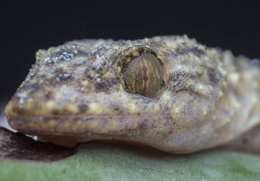 Gecko kertenkelesinin yakın plan çekimi..