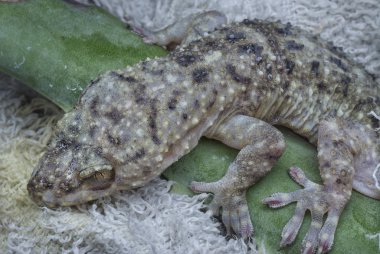 Gecko kertenkelesinin yakın plan çekimi..