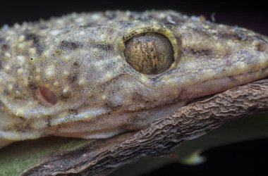 Gecko kertenkelesinin yakın plan çekimi..