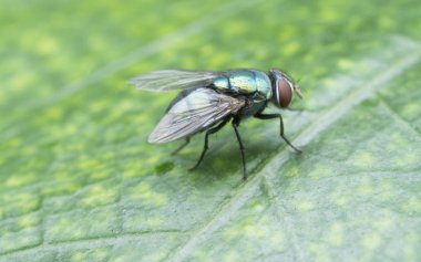 Vahşi bahçe küçük uçan böcekler ya da baş belaları.
