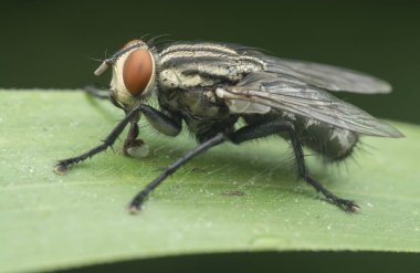 Vahşi bahçe küçük uçan böcekler ya da baş belaları.