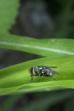 Vahşi bahçe küçük uçan böcekler ya da baş belaları.