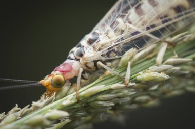 closeup shot of a common lacewing insect. clipart