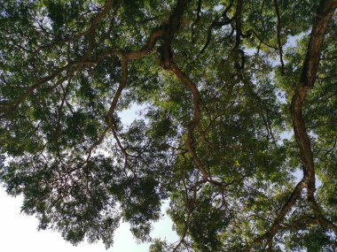 Ağaç dalları yukarı bakıyor..